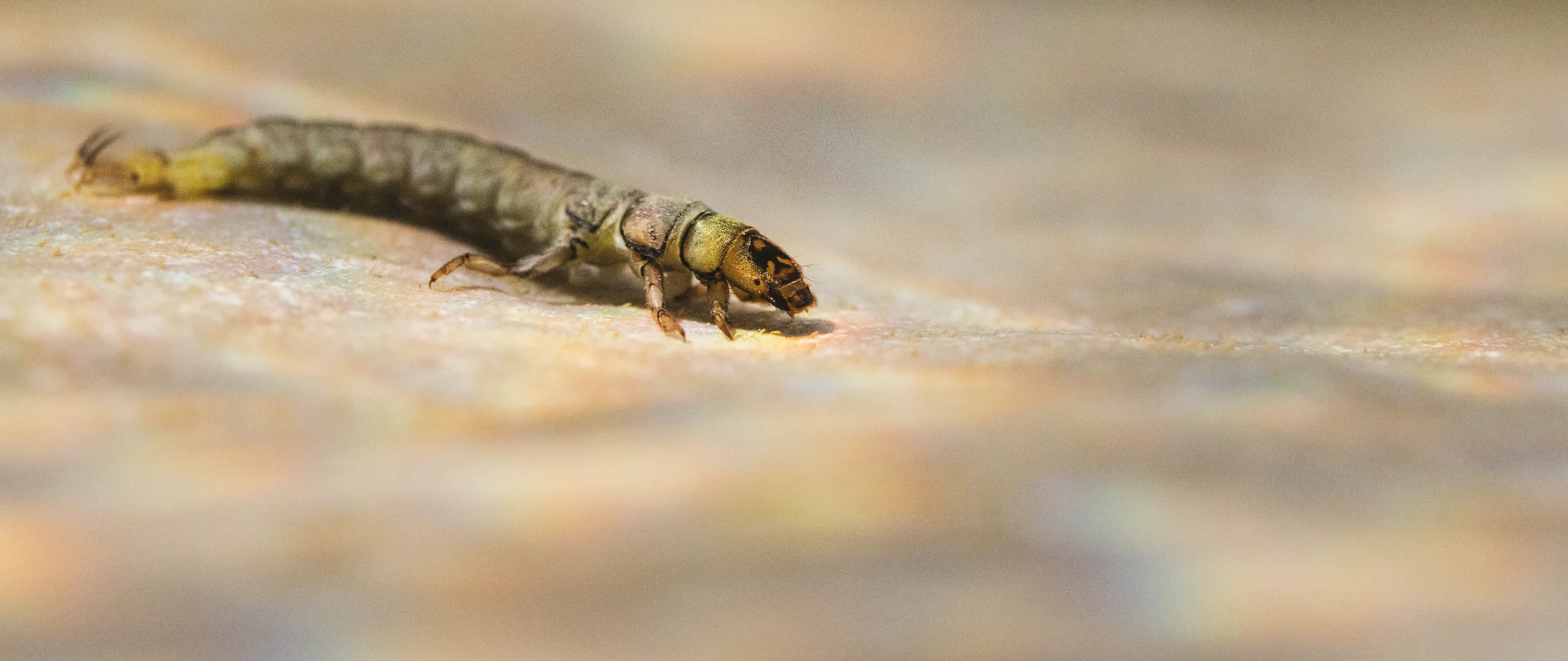 Photographie subaquatique d'insecte de rivière